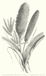 Les trois principaux types de millet africain (gravure) - European School