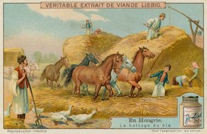 Battage de la récolte de blé - European School