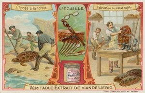 Écaille de tortue