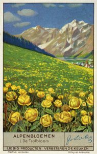 Trollius (chromolitho) (globeflower) - European School