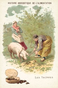 Truffes (chromolitho) - European School