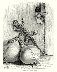 Gecko turc (gravure) - European School