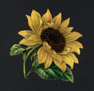 Découpes victoriennes : Tournesol (chromolithographie)