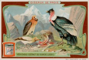 Vautour et condor