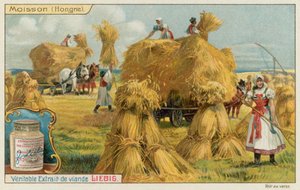 Récolte de blé en Hongrie - European School