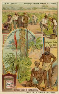 Vignerons à Victoria, aborigènes Aranda et plantes typiques le long des rives du Murray - European School