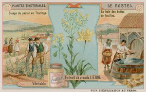 Le pastel et une récolte en Thuringe en Allemagne - European School