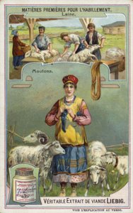 Laine : mouton - European School