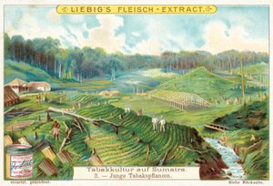 Jeunes plants de tabac - European School