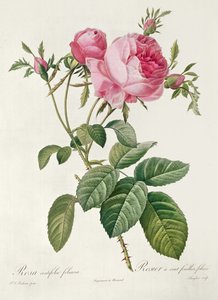 Thory, les Roses, Rosa Centifolia Foliaca - Eustache Hyacinthe Langlois