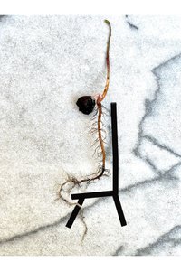 AcornSpine (art numérique)