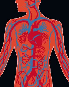 Réseau du système cardiovasculaire