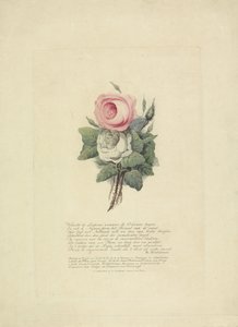 Roses avec les silhouettes de la famille royale, 1816