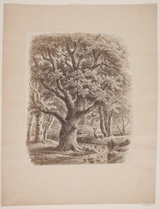 Paysage forestier avec un cours d