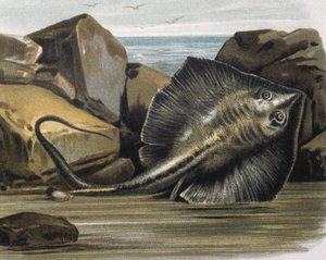 Raie commune (Trygon pastinaca)