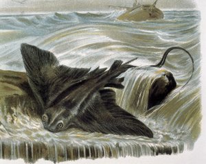 Raie aigle (Myliobatis aguila) Gravure d
