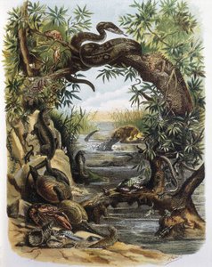 Reptiles et crustacés. Gravure d
