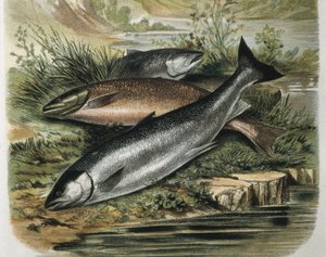 Saumons. Gravure d