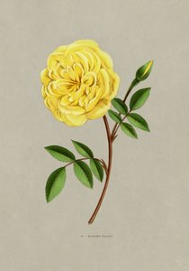 Rose Madame Falcot - F. Grobon