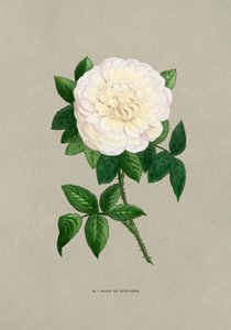 Rose Marie De Saint Jean - F. Grobon