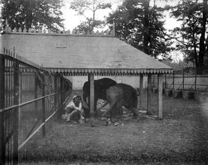 Éléphants, Alipore, Inde, 1905-1906