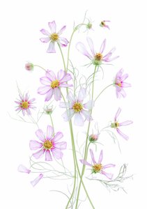 Cosmos rose éthéré