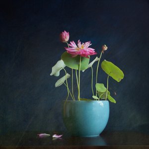 Éclat du lotus rose