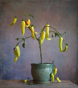 Poivrons rustiques en pot - Fangping Zhou