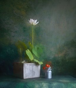 Nature morte au lotus blanc serein
