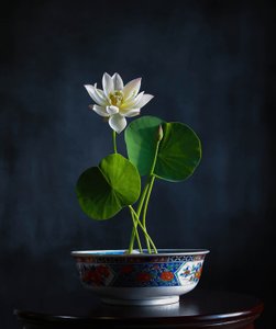 Sérénité du lotus blanc