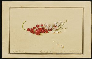 Groseilles rouges et blanches, 1818 - Fedor Petrovich Tolstoy
