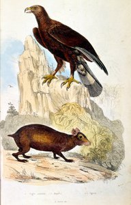Botanical and zoological illustration by F. E. Guerin. From Dictionnaire pittoresque d