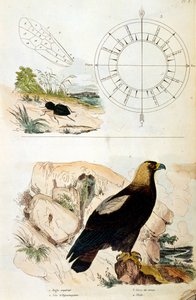 Botanical and zoological illustration by F. E. Guerin. From Dictionnaire pittoresque d