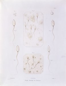 Fluide séminal, de Théorie Positive de l
