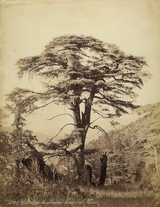 Grand cèdre dans la forêt de Teniet el Haad, Liban