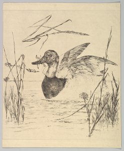 Canard, 1850-1914
