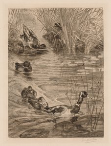 Canards en jeu