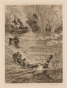 Canards en jeu