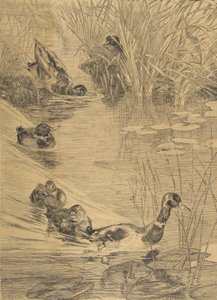 Ébats de canards, 1850-1914