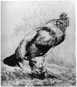 La Coq, vers 1850-1910, 1924 - Felix Bracquemond