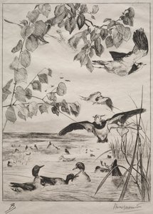 Vanneaux et sarcelles