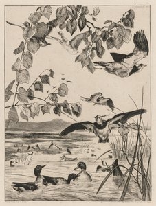 Vanneaux et sarcelles, 1862
