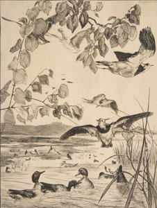 Vanneaux et Sarcelles, 1862