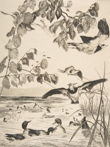 Vanneaux et sarcelles