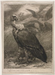 Vautour - Felix Bracquemond