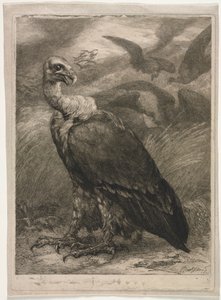 Vautour, 1904 - Felix Bracquemond
