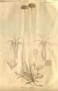Tab. 28 du Volume X des Transactions de la Linnean Society de Londres, publié en 1811 - Ferdinand Bauer