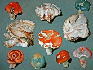 Études de Champignons