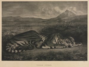 Tigre Royal - Ferdinand Victor Eugene Delacroix