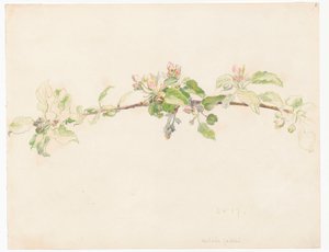 Branche de pommier en fleurs - Ferdynand Ruszczyc